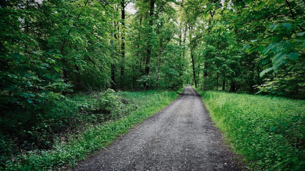 Un sendero que se adentra en el bosque